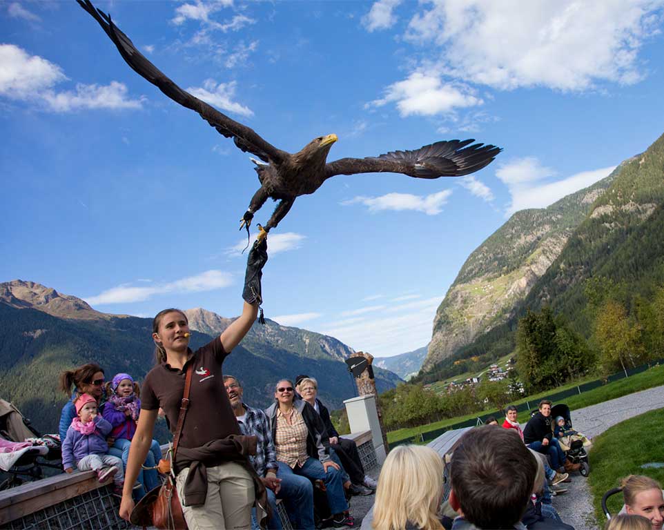greifvogel show umhausen